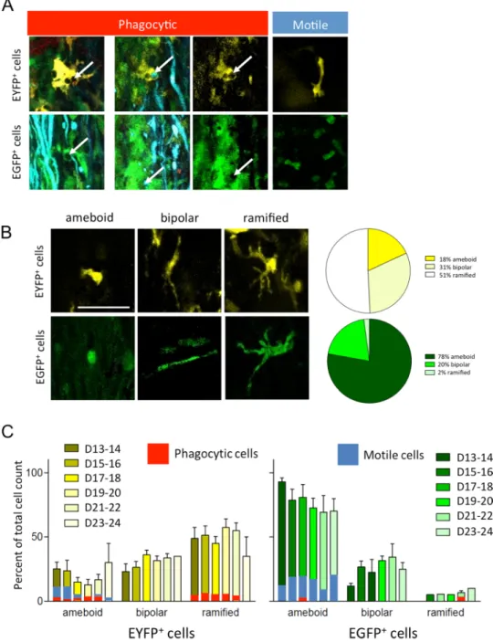 Figure 7.  In vivo characterization of neuroimmune interactions. (A) Phagocytosis of axon debris by EYFP + and EGFP +  cells