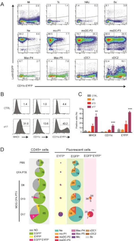 Figure 3.  Characterization of the fluorescently labeled immune cells in Thy1-CFP//LysM-EGFP//CD11c- Thy1-CFP//LysM-EGFP//CD11c-EYFP mice