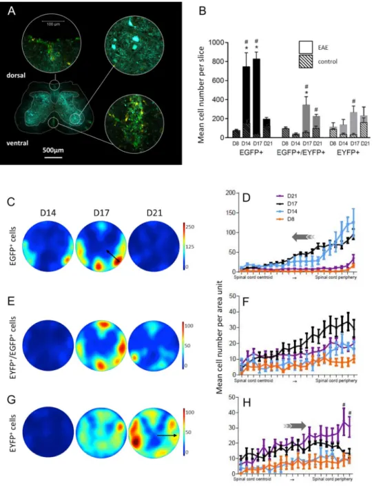 Figure 4.  Dorso-ventral localization of EYFP +  and EGFP +  cells in coronal SC slices