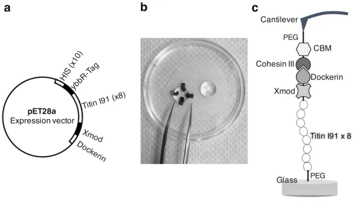 Figure 3. DNA construct and cantilever and surface coating. (a) DNA construct for the ybbR-titin8- ybbR-titin8-XMod-dockerin chimera