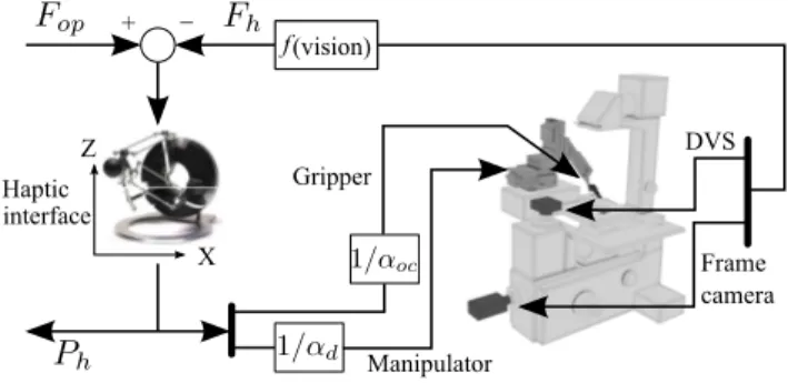 Fig. 3. Haptic coupling scheme. The user sets the position of the gripper and the actuation of the gripper’s fingers by controlling the position of the haptic interface P h 