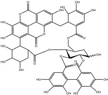 Fig 5: Exemple tannins hydrolysables.