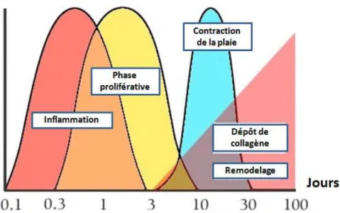 Fig 10: Lors d’une blessure 