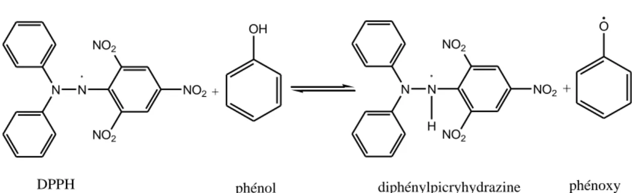 Fig 15: Réaction du radical DPPH avec un phénol.