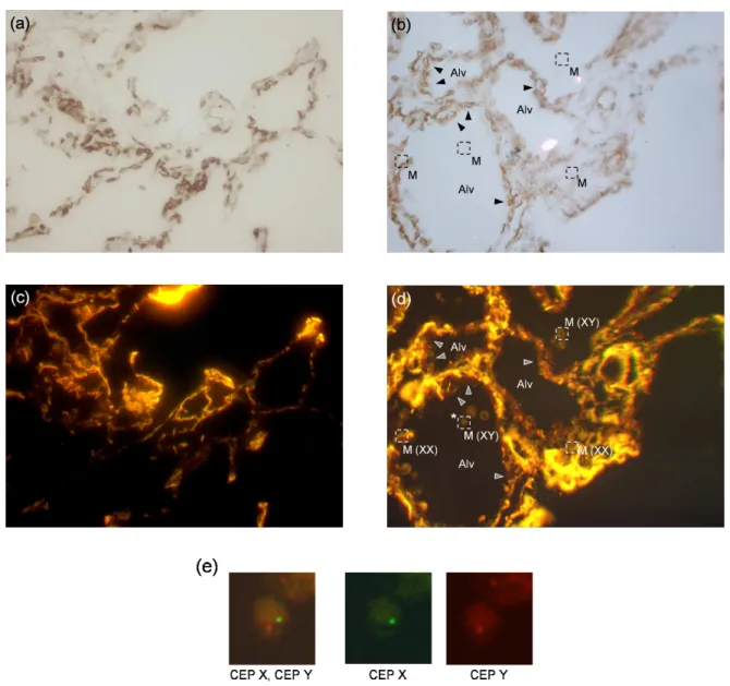 Figure 8. Application of mirror slides to tissue imaging for medical diagnosis. Fluorescence in situ hybridization (FISH) is performed to identify the X or Y-chromosome together with immunologic staining to characterize cell types on the same tissue sectio
