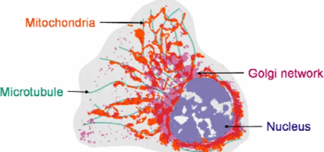 Figure 3. Captioned sketch of a dog kidney cell, showing the main elements of its inner structure.