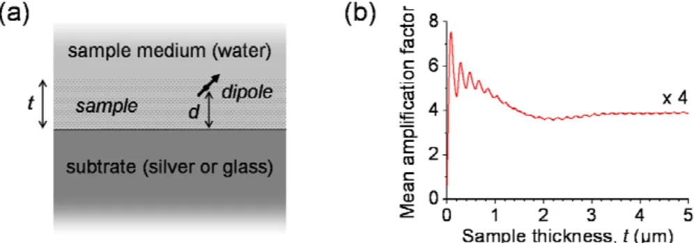 Figure 4. Geometry of the modeled system, comprising a single interface between two semi-infinite media (the water-like sample medium and a glass or silver substrate), t standing for the sample thickness (a); theoretical variation of the signal mean amplif