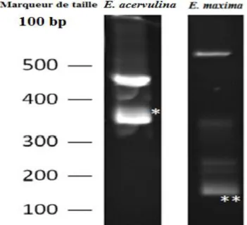 Figure  1.  Détermination,  par  la  technique  ITS1-PCR,  des  espèces  présentes  dans  l’inoculum  utilisé  dans  l’étude
