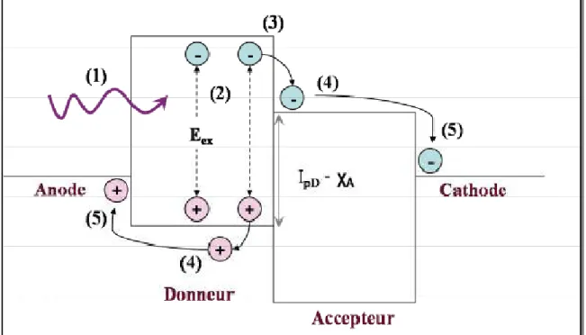 Figure Ι.15 : Illustration des mécanismes de la conversion photovoltaïque organique : (1)    absorption  du photon et création de l’exciton, (2) diffusion de l’exciton, (3) dissociation  