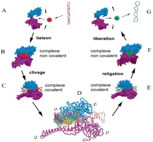 Figure 10. Mécanisme de rotation contrôlée de topoI. L'ADN hautement surenroulé de tours  négatifs (en rouge)  devient à la fin du processus moins surenroulé (en vert)