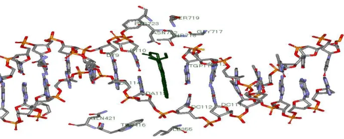 Figure 23 : Positionnement du ligand EHD (coloré en vert) entre les bases T10 et G11de l'ADN  (Pour la clarté de l'image nous avons représenté seulement quelques résidus   de la topo I) 