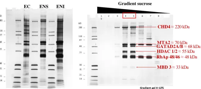 Figure  37  Purification  du  complexe  NuRD,  SDS-PAGE.  Le  premier  gel  présente  les  trois  fractions  après  l’élution  sur  la  résine  FLAG