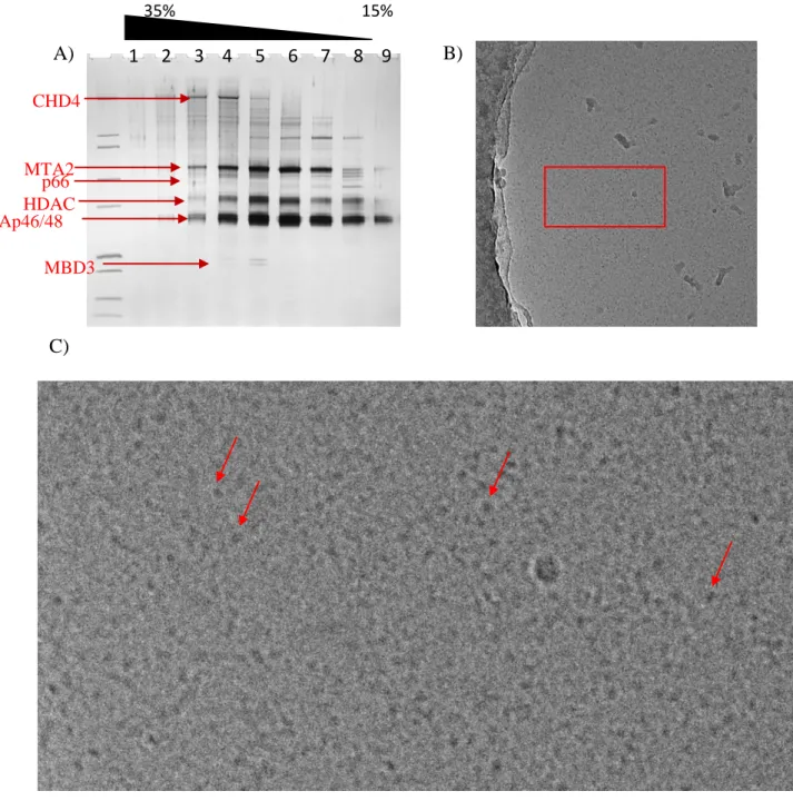 Figure 40 NuRD analyses et stabilité.  A) SDS-PAGE post-gradient de saccharose de la fraction  ENI