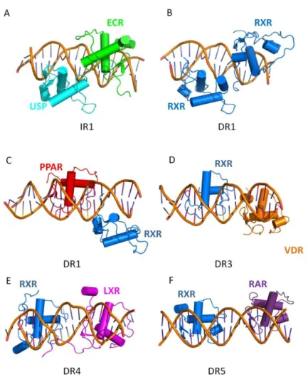 Figure 19 : Structures de différents types d'éléments de réponses. A : Structure IR1 d'un hétérodimère USP-EcR (PDB : 2HAN  (Jakób  et  al.,  2007))