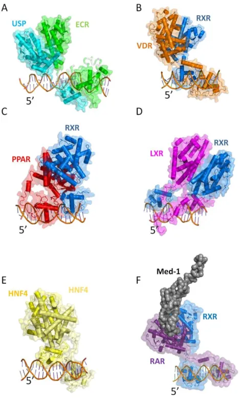 Figure 22 : Complexes de récepteurs nucléaires avec leur ADN. A : Structure d'un hétérodimère USP/EcR/ADN (PDB : 4UMM  structure cryo-ME (Maletta et al., 2014))