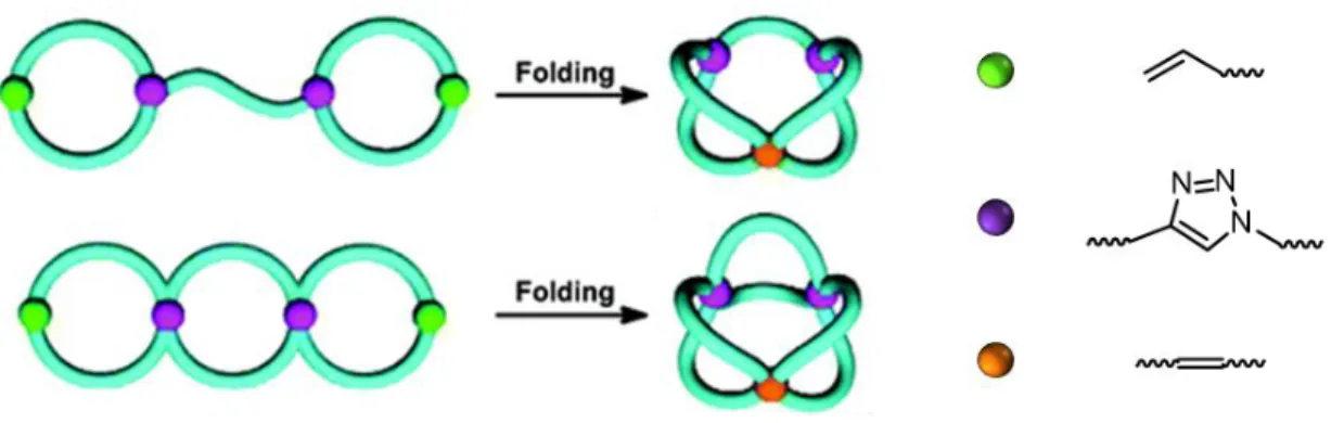 Figure  28  |  “Programmed”  polymer  folding  of  bridged  dicyclic  and  spiro  tricyclic  polymers