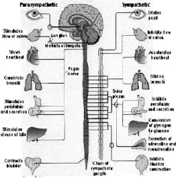 Figure  2-1 Autonomic Nervous System 