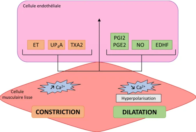 Figure 7 : Equilibre à l’état physiologique entre les facteurs dérivés de l’endothélium  vasoconstricteurs et vasodilatateurs