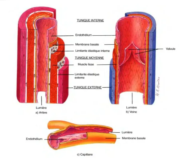 Figure 2. Structure comparée des vaisseaux sanguins 
