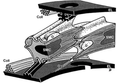 Figure 3. Histologie de la média 