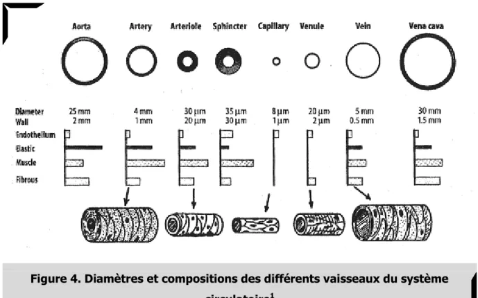 Figure 4. Diamètres et compositions des différents vaisseaux du système  circulatoire 1