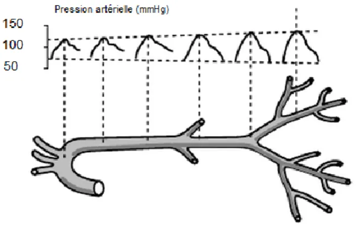 Figure 6. Phénomène d'amplification de l'onde pouls  (Asmar, 2007) 