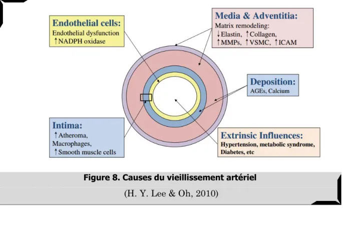 Figure 8. Causes du vieillissement artériel   (H. Y. Lee &amp; Oh, 2010) 