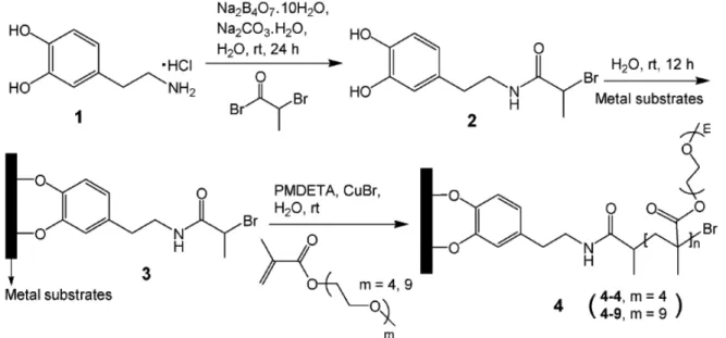 Figure 1.17: Synthesis and anchoring of the biomimetic initiator and subsequent SI-ATRP