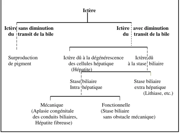 Figure 6 : Classification des ictères selon la nature de la bilirubine. 