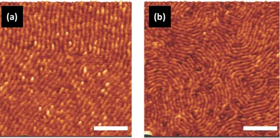 Figure 3. AFM phase images of in-plane PMMA cylinders for PDMSB-b-PMMA films with L 0