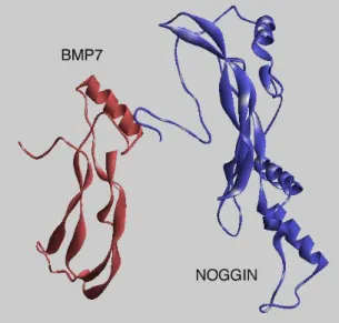Figure 3 : Structure de BMP-7 lié a son antagoniste Noggin. 