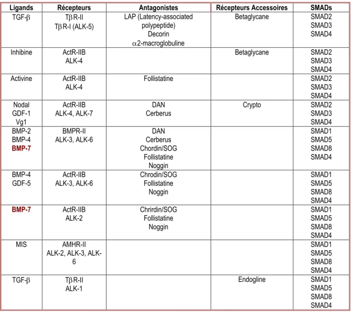 Tableau 2 : Récapitulatif des différents éléments essentiels dans la signalisation SMAD-dépendante de membres de  la superfamille du TGF-, et le « crosstalk » susceptible de s’établir entre ces éléments