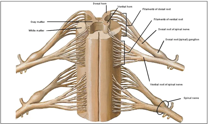 Figure 2: Anterior view of the cord showing dorsal and ventral roots and formation of the spinal  nerves