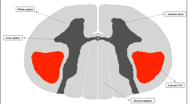 Figure 4: Transversal representation of the cervical SC. In dark grey: GM of anterior and posterior  horns