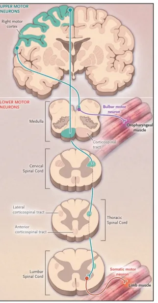 Figure  10:  On  the  left  side,  the  motor  system  composed  of  corticospinal  (upper)  motor  neurons  in  the motor cortex and bulbar and spinal (lower) motor  neurons,  which  innervate  skeletal  muscle  (Rowland  and  Shneider,  2001)