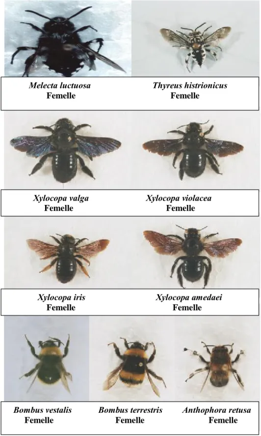 Figure 12a. Quelques Apidae notées dans la région de Khenchela en 2004 et 2005  (Photos originales) Echelle    1cm  