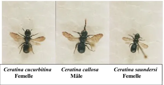 Figure 12. Quelques Apidae notées dans la région de Khenchela en 2004 et 2005  (Photos originales) Echelle    1cm  