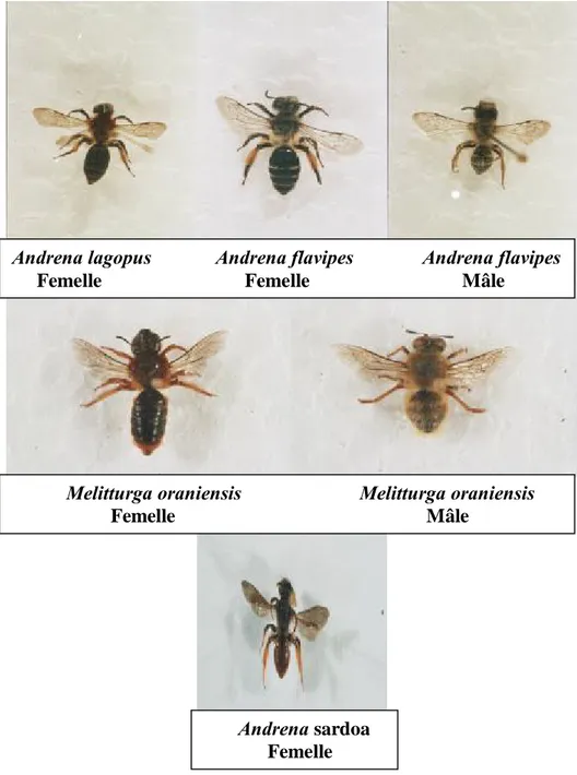 Figure 14. Quelques Andrenidae notées dans la région de Khenchela en 2004 et  2005 (Photos originales)