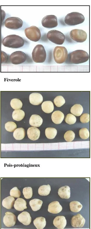 Figure 01 : Echantillons des trois légumes secs de l’étude 