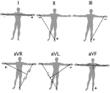 Fig. 1.9 – D´erivations bipolaires et triangle d’Einthoven (haut) ; d´erivations unipolaires augment´ees (bas).