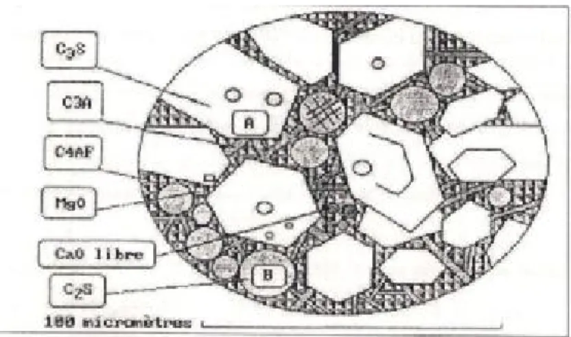Figure 1.2 : dessin représentant les minéraux observables au microscope   optique d’un grain de clinker [5] 