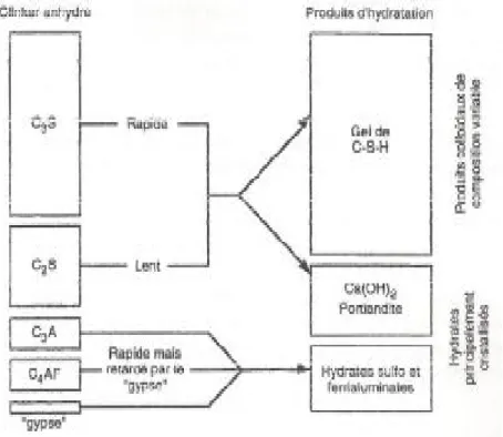 Figure 1.3 : représentation schématiquement les constituants anhydres du clinker   et des produits d’hydratation [8] 