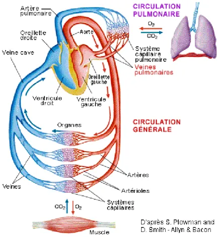 Figure 2: Circulation sanguine dans le corps humain représentée par un réseau d’artères, de capillaires et de veines