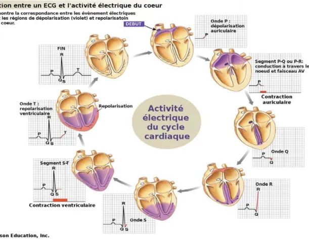Figure 6 : Activité électrique du cœur couplé à l'ECG en anglais. Onde P : début de la contraction des ventricules (impulsion  électrique produite au niveau du nœud sinusal)