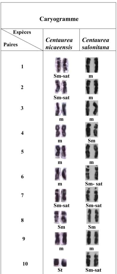 Tableau 4: Tableau nº4 :  comparaison  entre les chromosomes  des                                                  deux espèces du genre Centaurea 