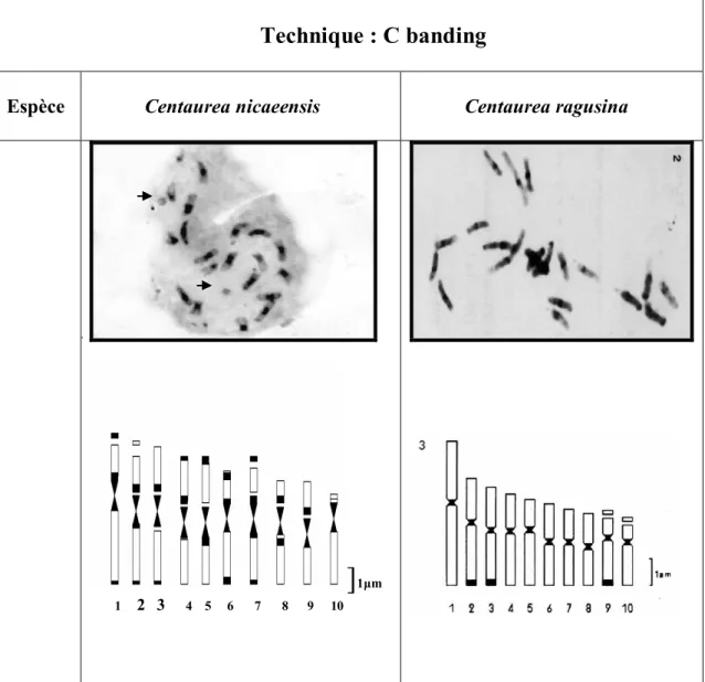 Tableau nº5: comparaison entre les idiogrammes de deux espèces  du                                                            du genre Centaurea 