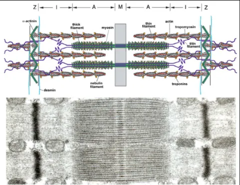 Figure 13 : Représentation schématique et l’image en microscopie électronique du  sacomère (Ottenheijm et al