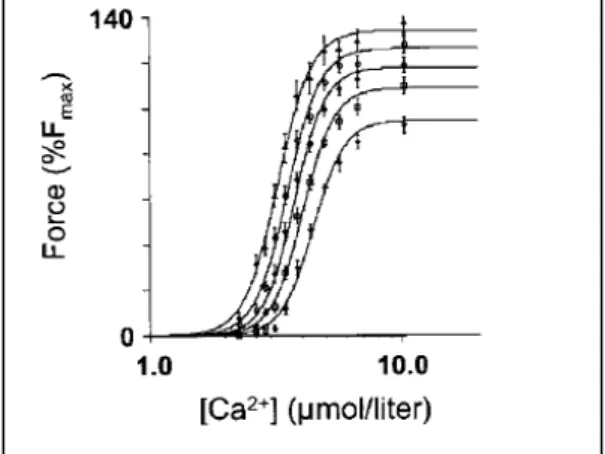 Figure  19.  La  force  de  la  contraction  Ca 2+ - -dépendente  en  fonction  de  la  longueur  du  sarcomère  (de  gauche  à  droite)  (Dobesh  et  al