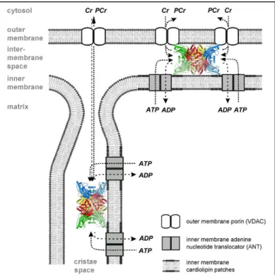 Figure  20.  La  microcompartimentation  de  la  MtCK.  La  MtCK  associées  dans  des  octamères  est  fixée  à  la  membrane  mitochondriales  en  formant  des  complexes  protéolipidiques  avec  l’ANT  et  le  VDAC,  ou  uniquement  avec  l’ANT  (dans  