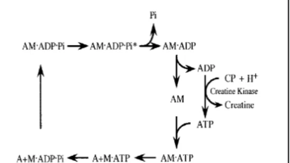 Figure 22 : Le couplage fonctionnel entre le cycle  des ponts AM et la MMCK (Ogut et Brozovich  2003)